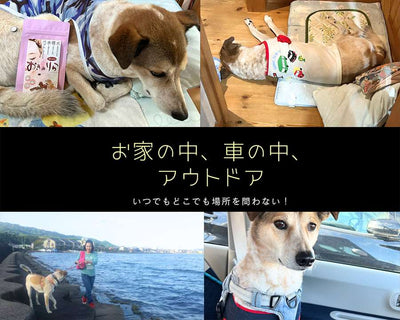 お灸 火を使わないお灸 煙が出ない 温灸 ペット 犬猫 メンタル 温活 おきゅりら 水で温まるお灸